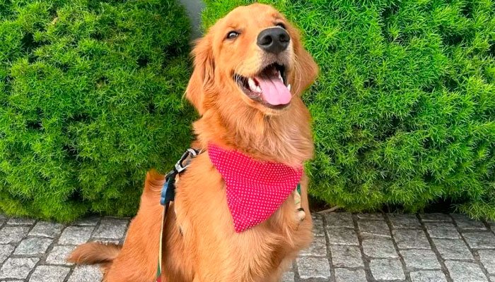 Golden Retrivier vence batalha judicial contra condomínio em Blumenau